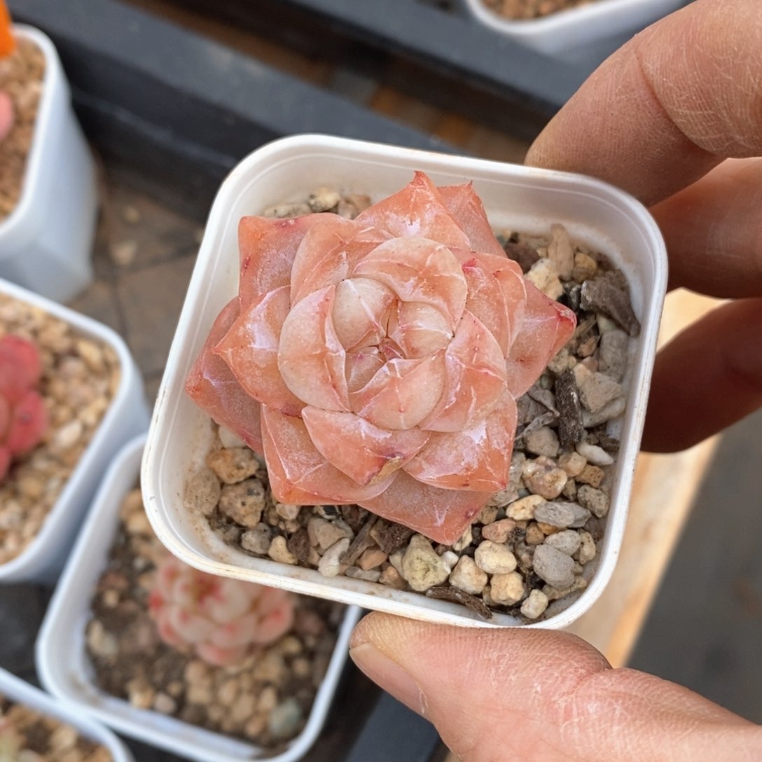 精品多肉一物柏不包整141