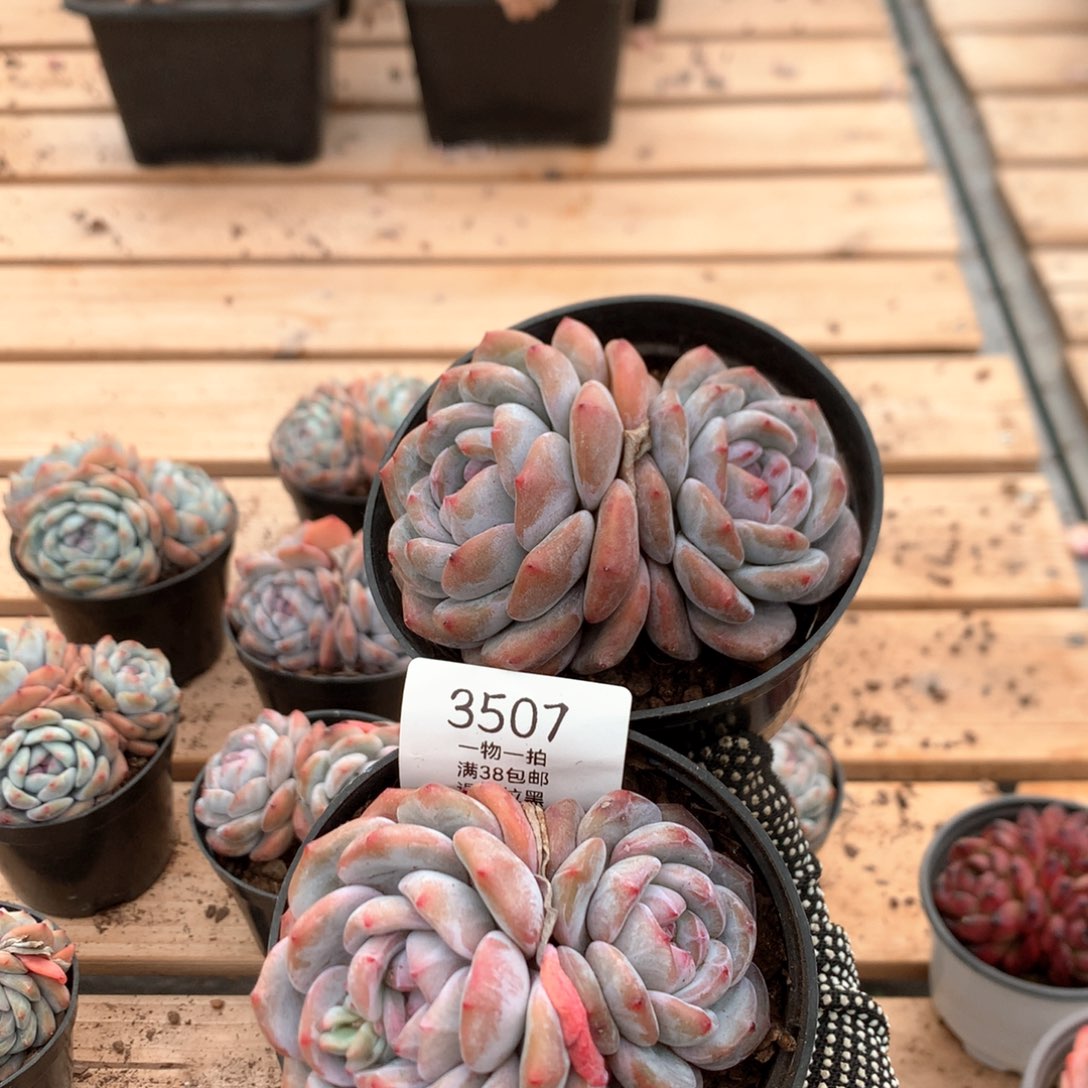 双头石榴籽星影两颗3507