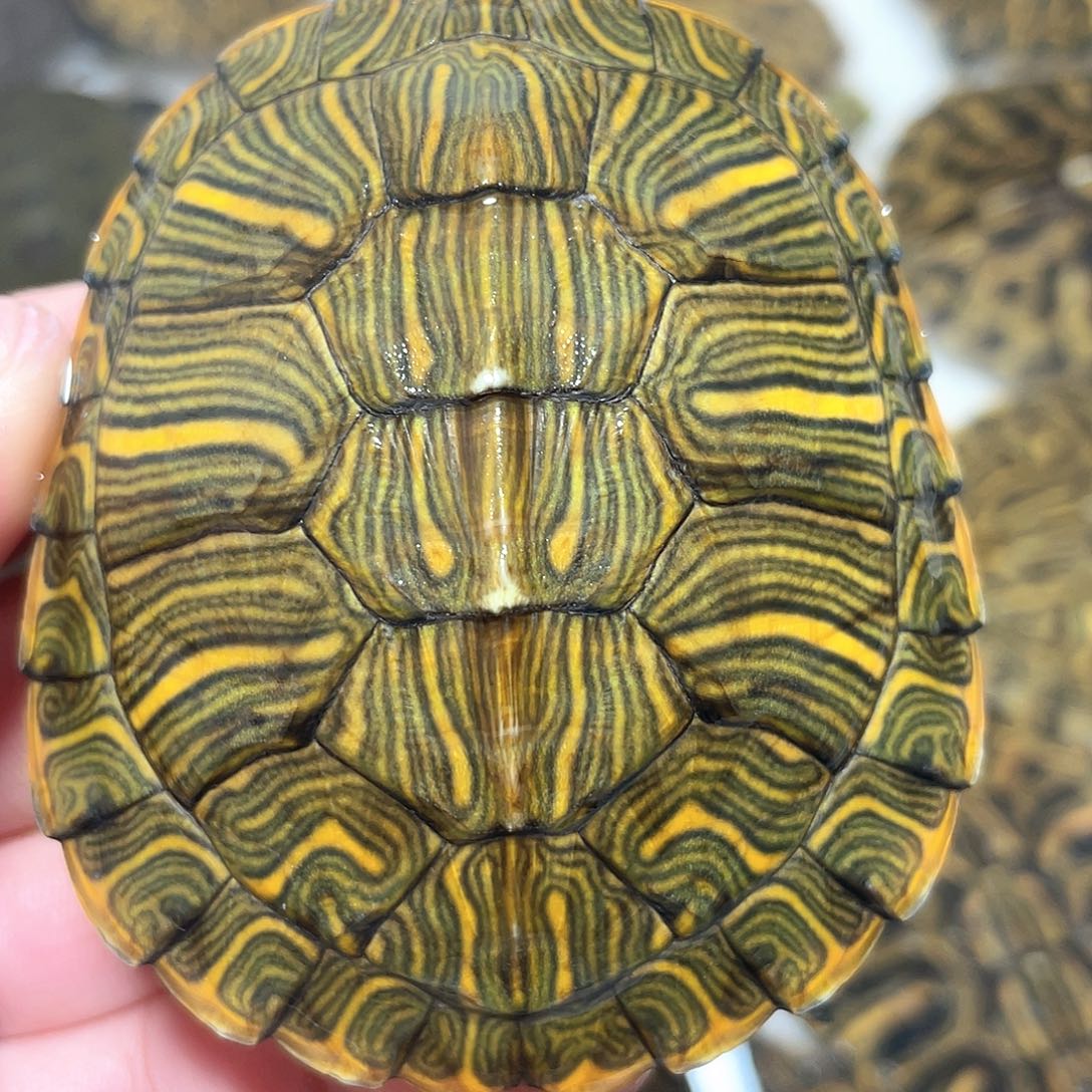 宠物龟不分公母格