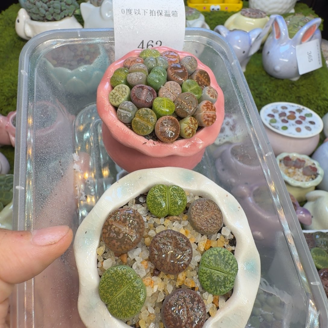 一****多肉植物福利冲462