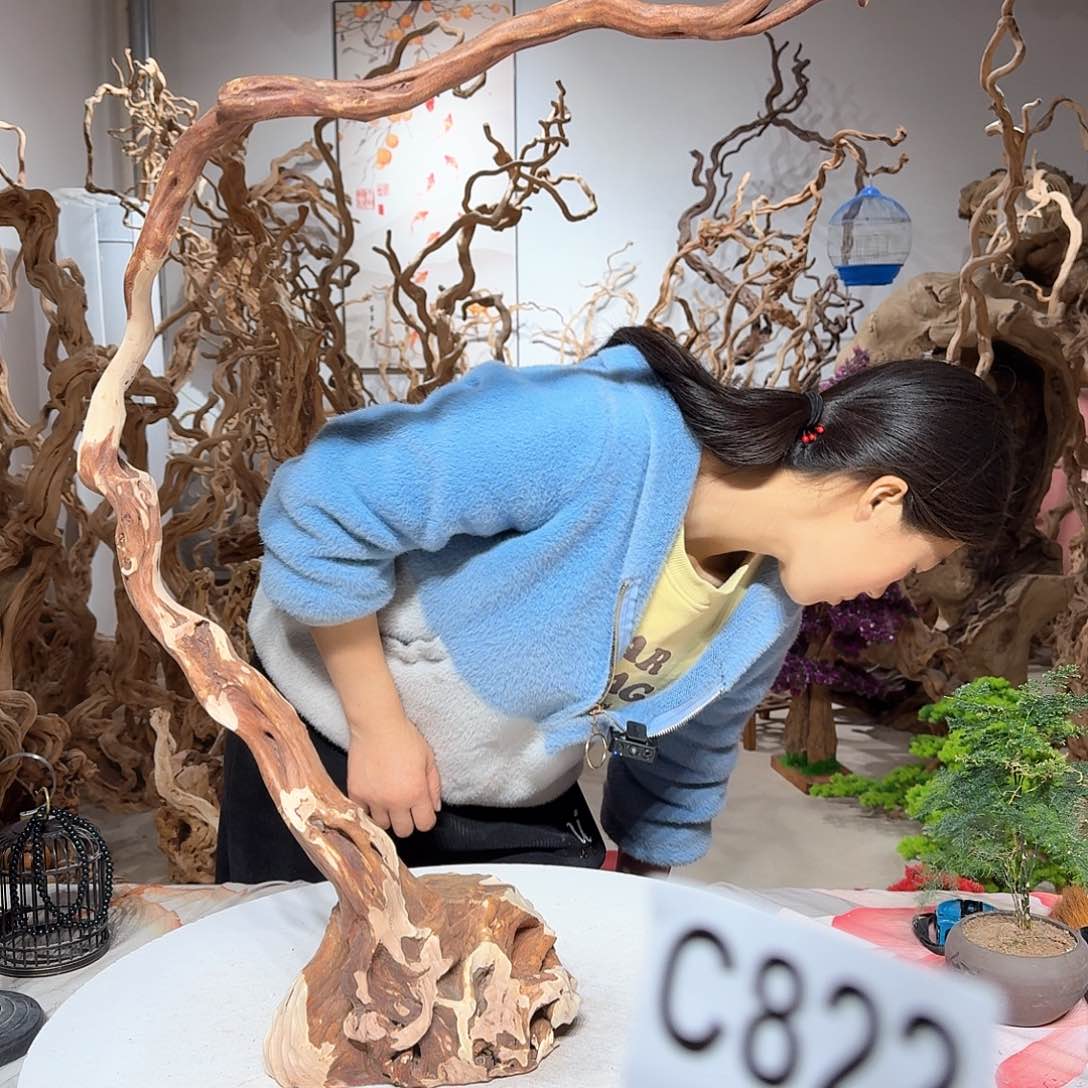 风车木（黑檀木）珍*