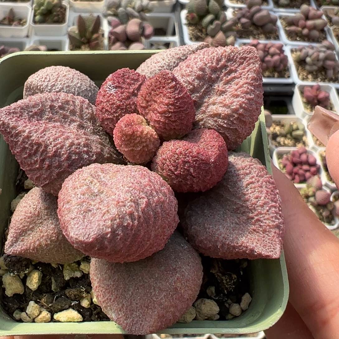 水蜜桃多肉植物水泡