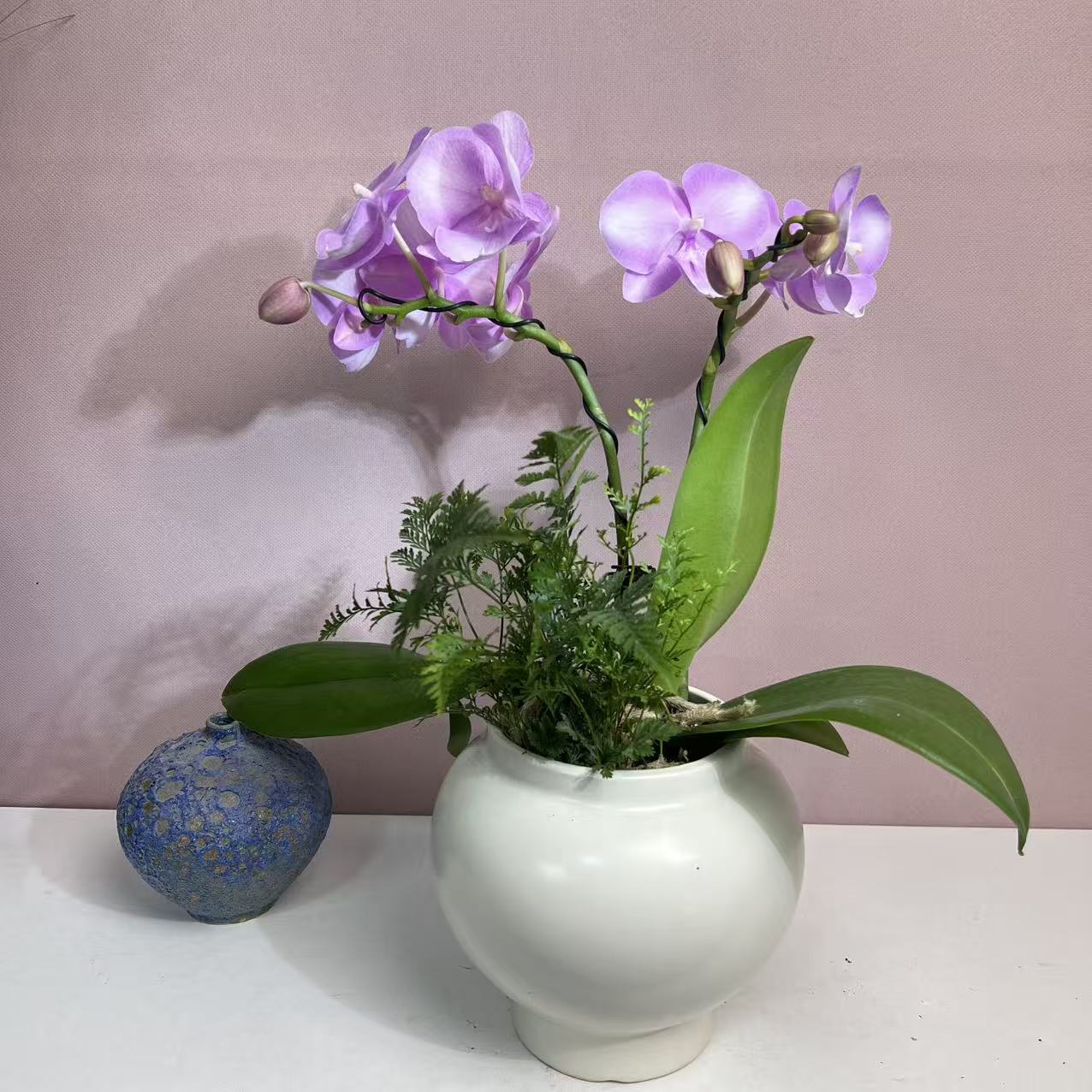 兰语优选【骑士】欧品蝴蝶兰花卉高雅轻奢高级艺术盆栽