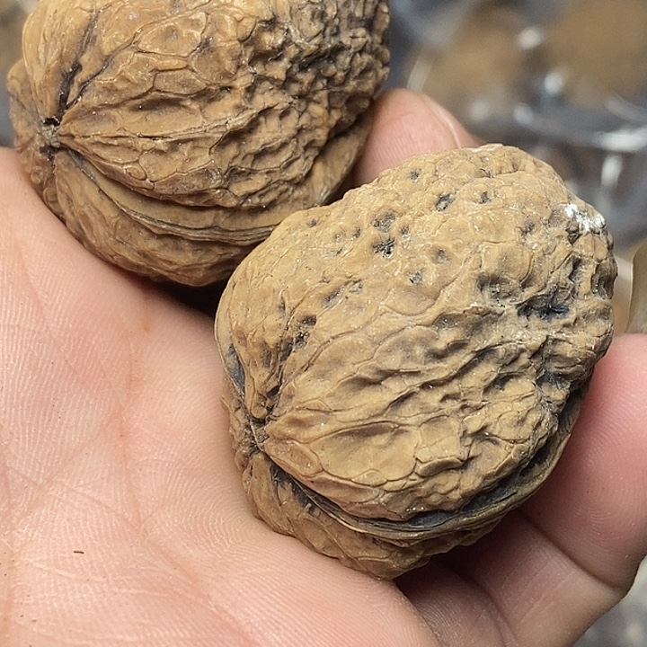 文玩核桃把件志成云铁文玩79