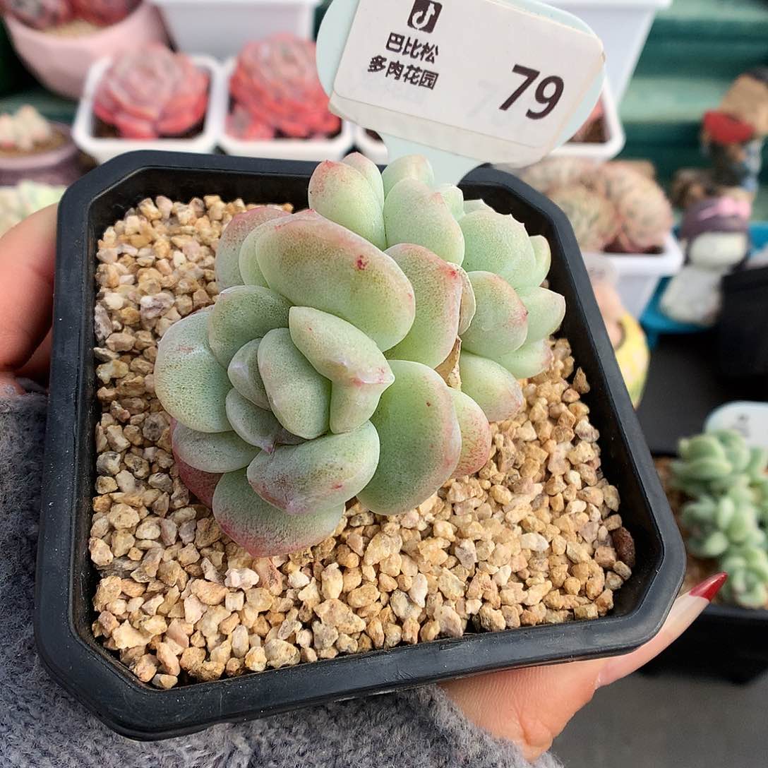 79灭心冰玉石化多肉