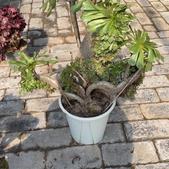 法师老桩缀化原始绿