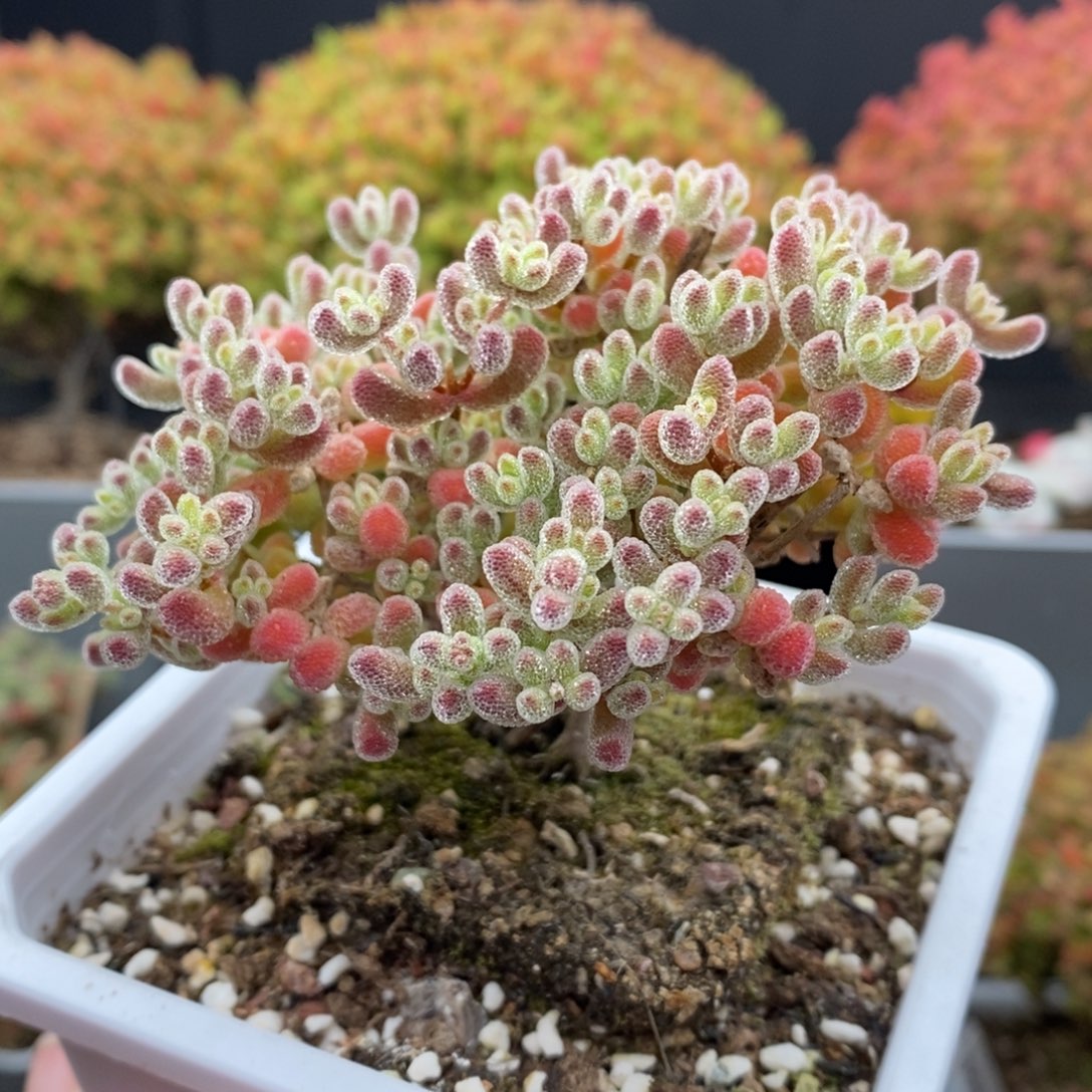 无花朵29号优选冰晶