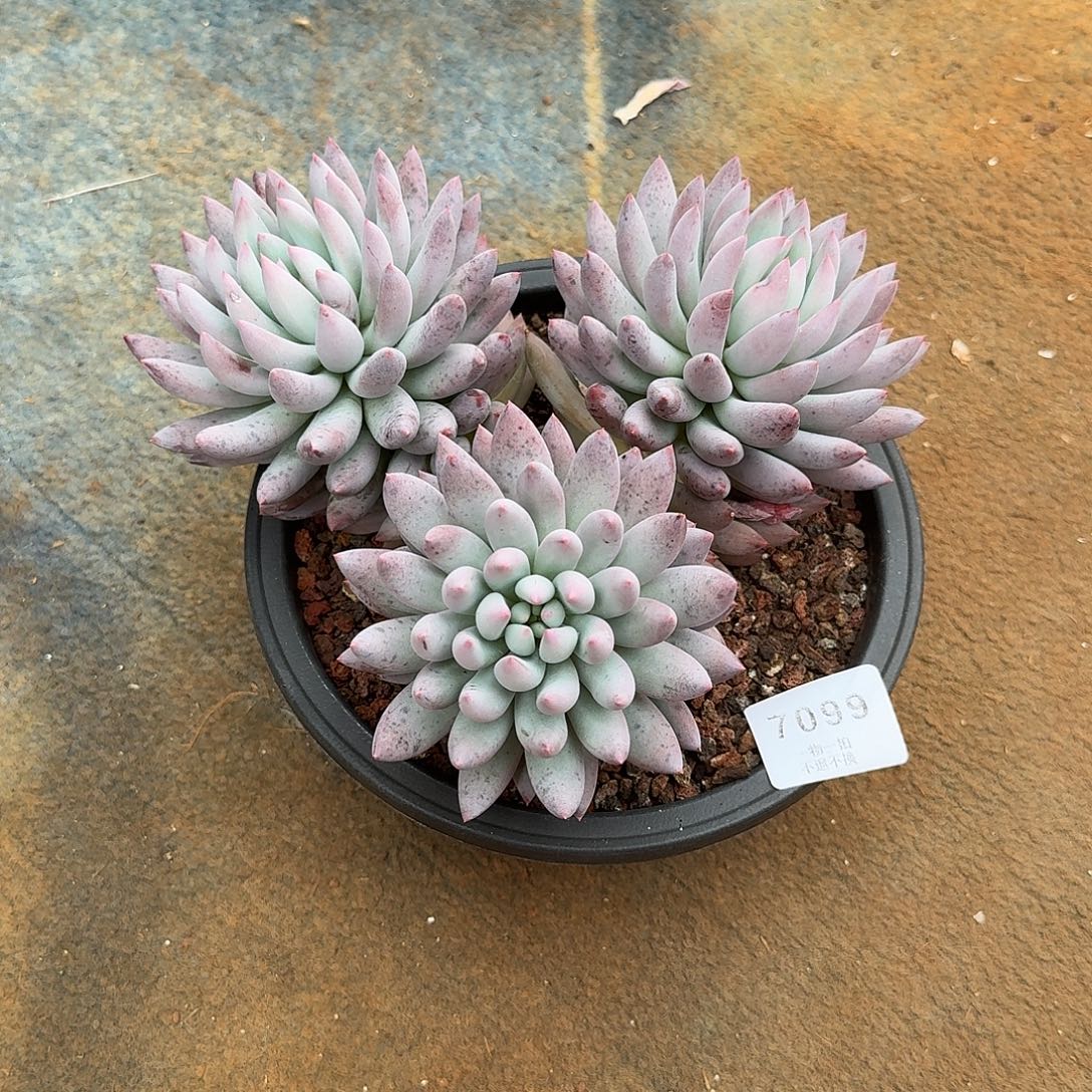 允***泽7099号所罗门多肉