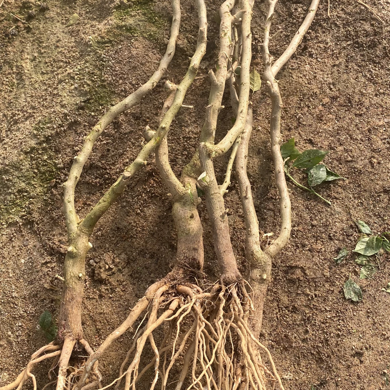 一物一拍（百万三角梅）暗斑金饶