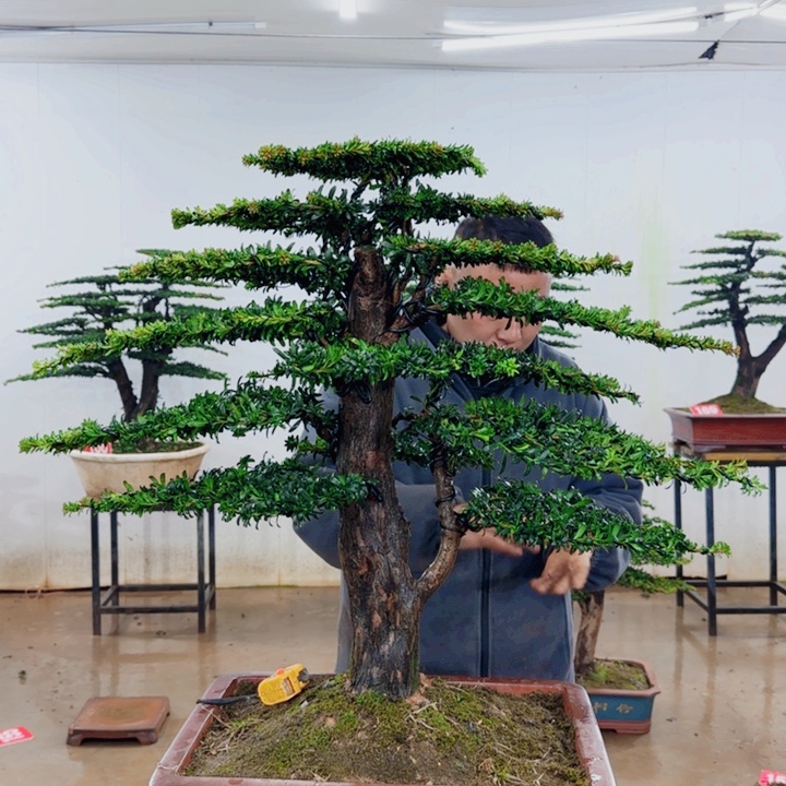 蓝***洋无花朵盆景园林……