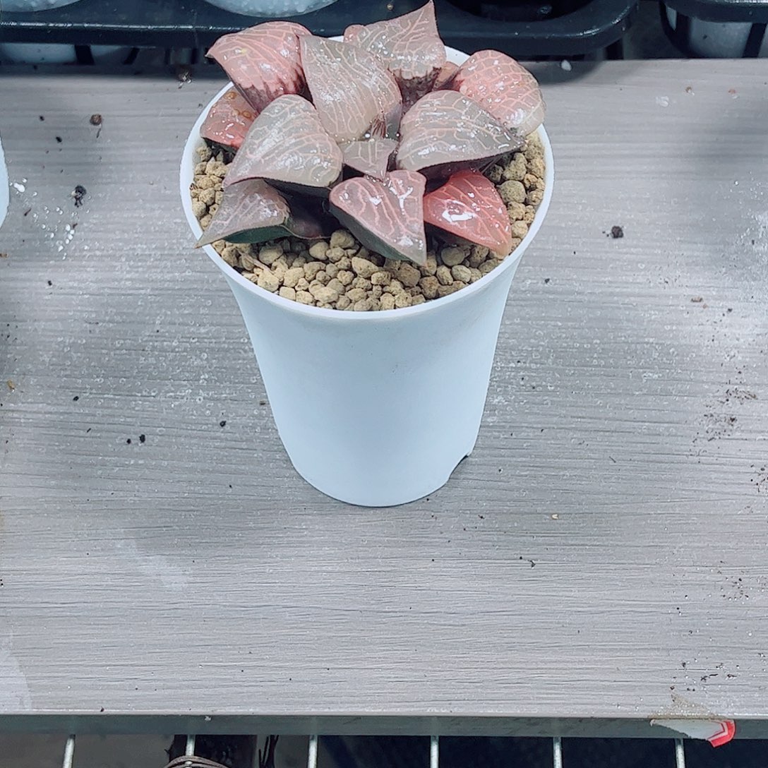 粉玻璃玉露一勿一拍
