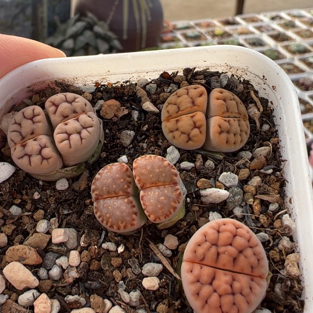 一组组合带盆多肉