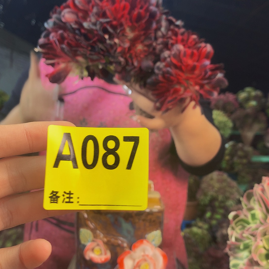 柒哥多肉法师不包侧断枝87