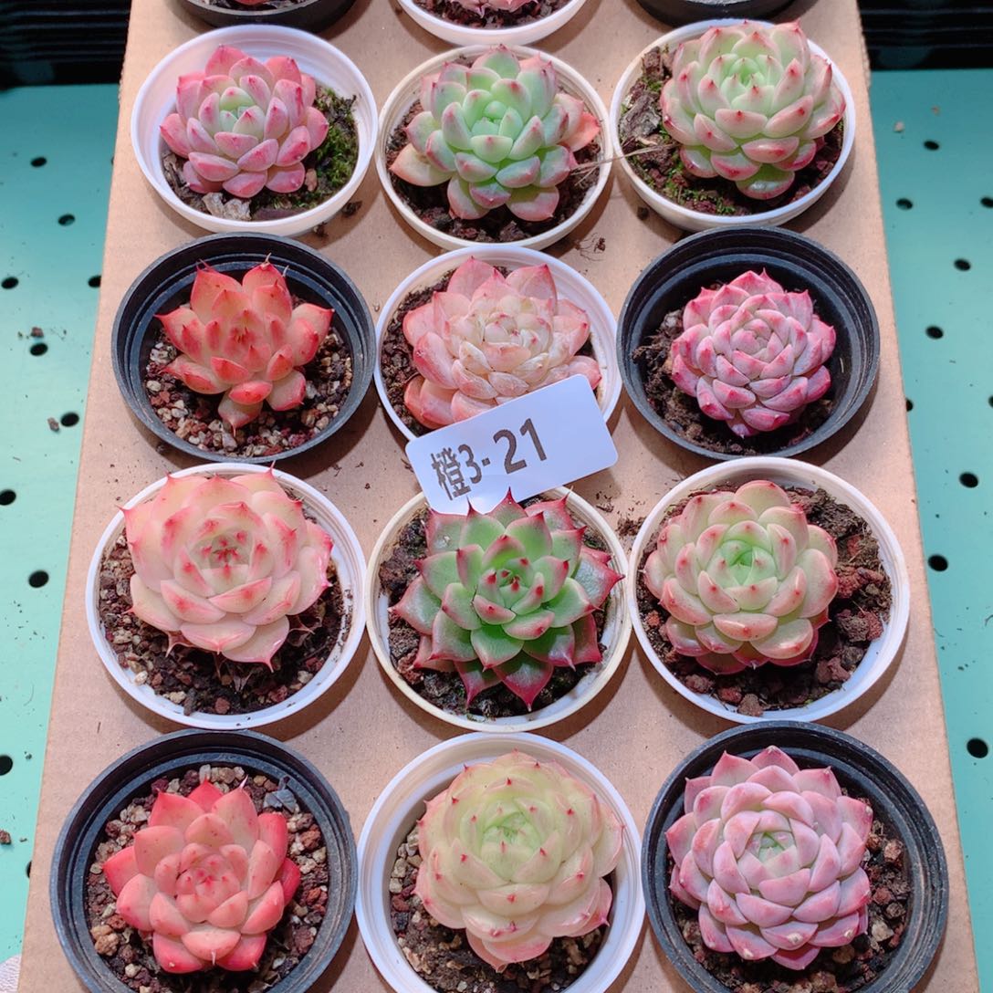 3-21一物一拍多肉带盆18颗