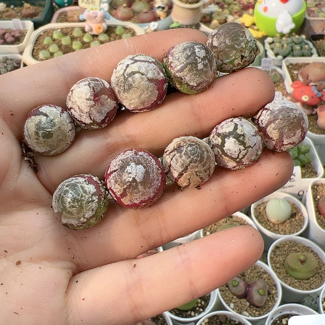 【闪购商品】161 灯泡*10