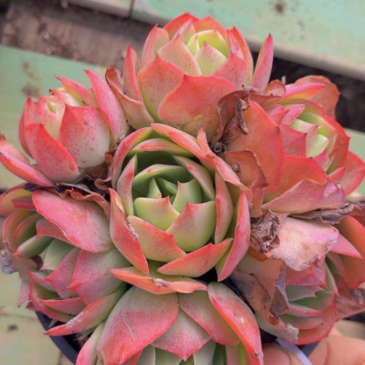 【闪购商品】克莉丝汀1008