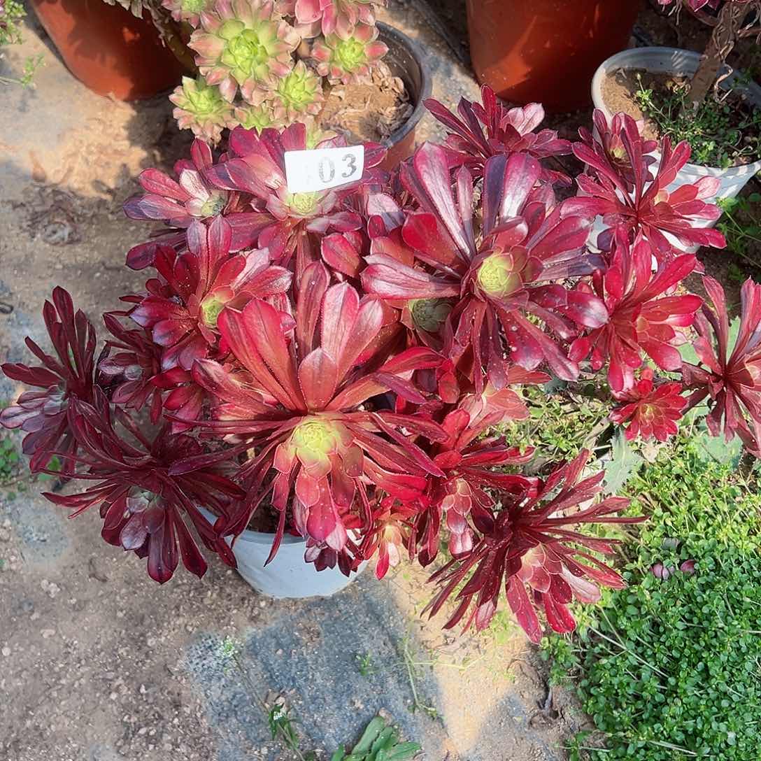 紫砂茶宠砍头裙祝融2个303