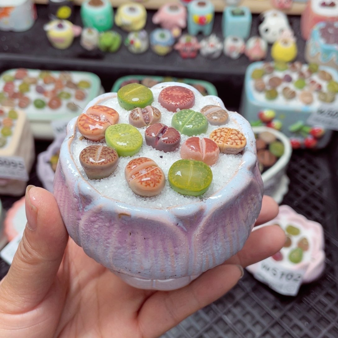 w5105 带盆土发货-零下地区拍保温箱