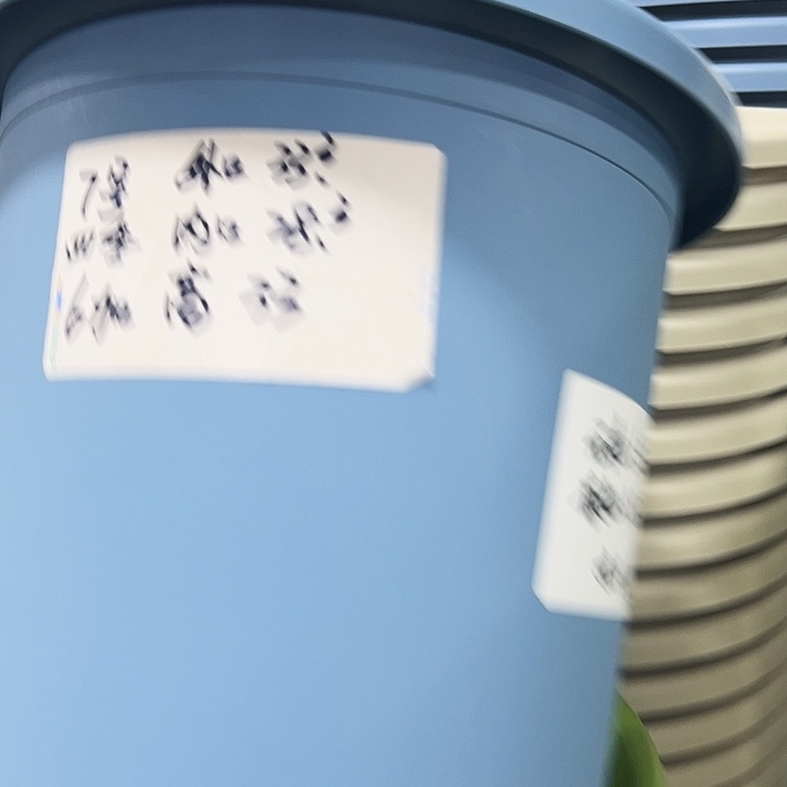 用***0特价7号四季口33高33果绿色6个无托