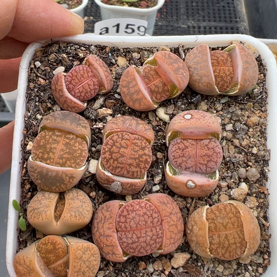 2.3好看的多肉a336