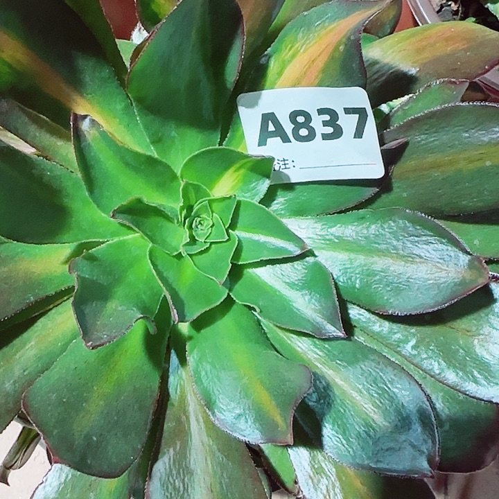 ꧁***꧂837，魅影中班手捧，送一个朵