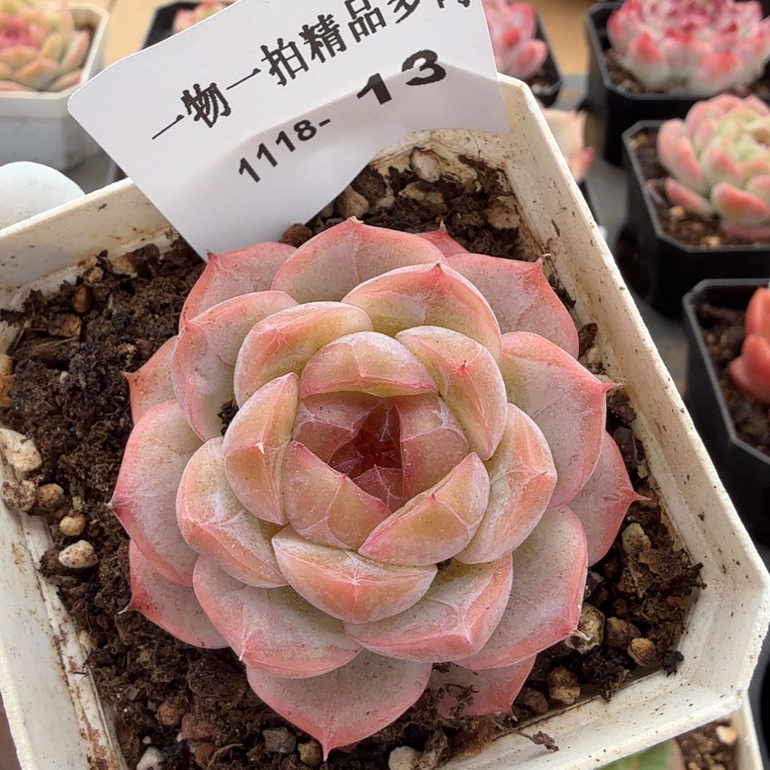 1118-13单颗多肉-