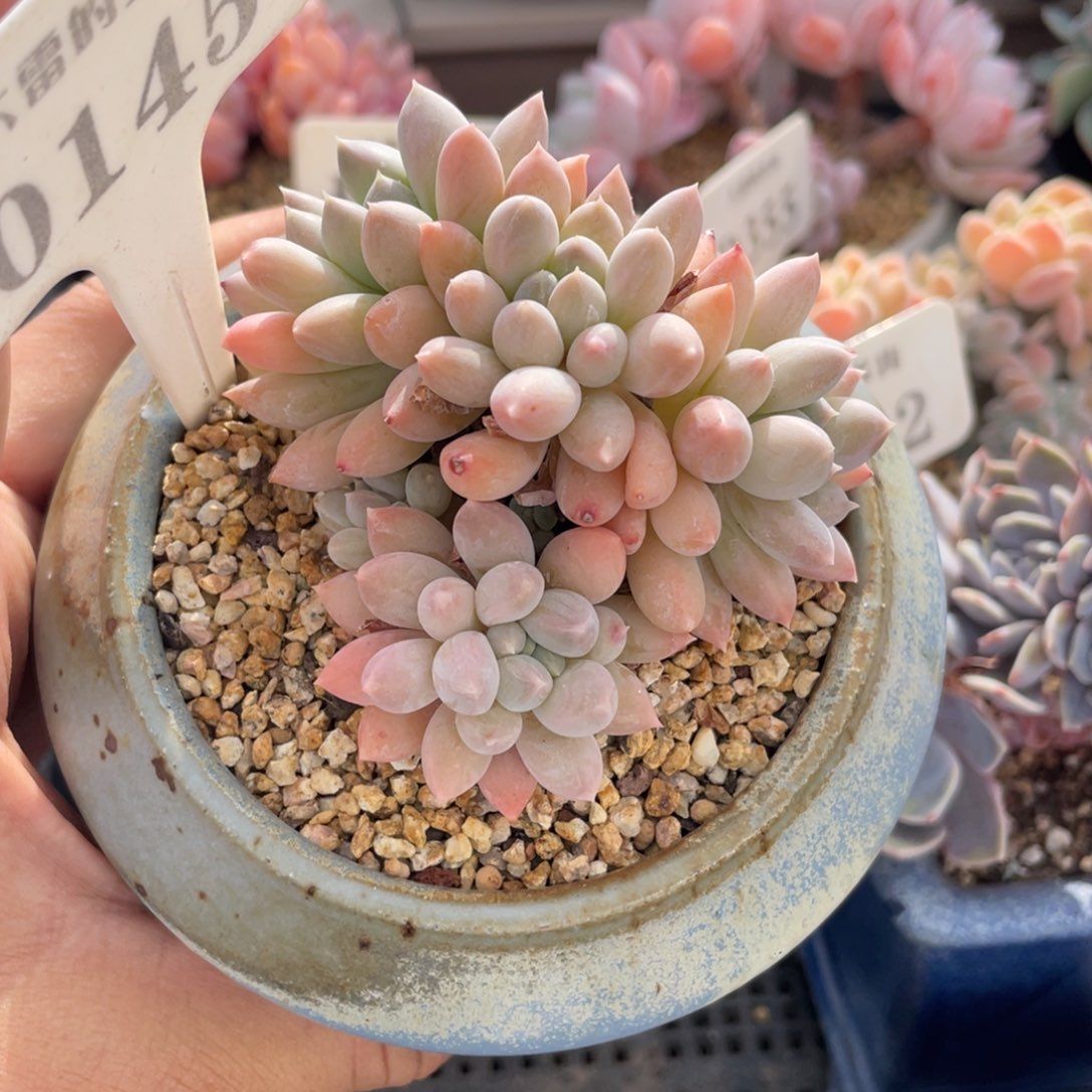 0145明珠不带盆7厘米