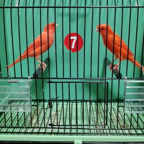 骑***！虎皮鹦鹉红袍顶一对