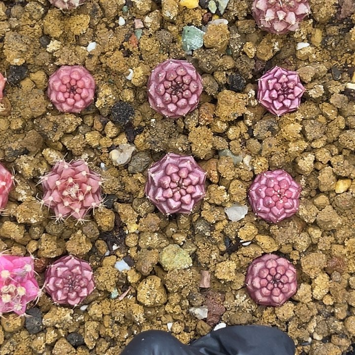 红梦想 3个包邮  一颗20