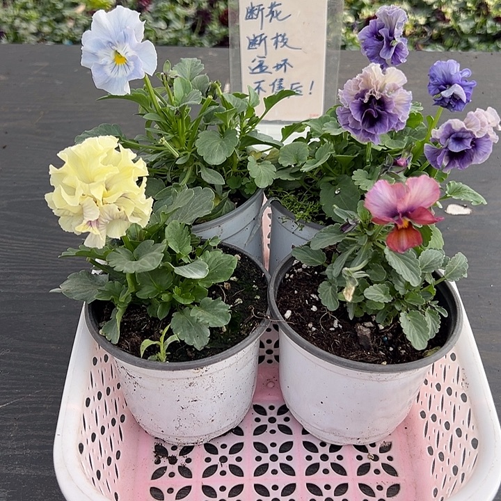 当前无花朵，栽培后可花朵044号
