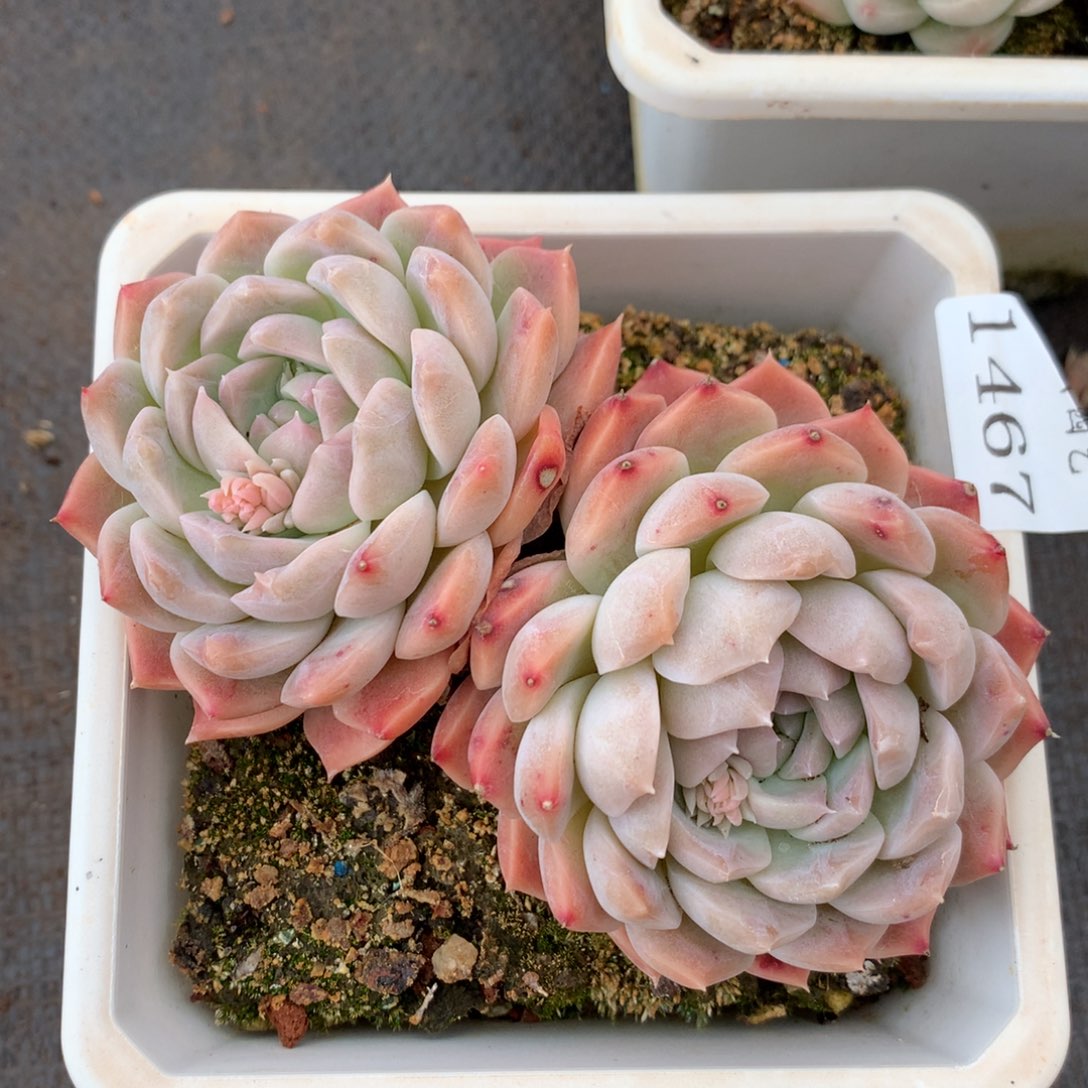 1467杂交精品基地冠11