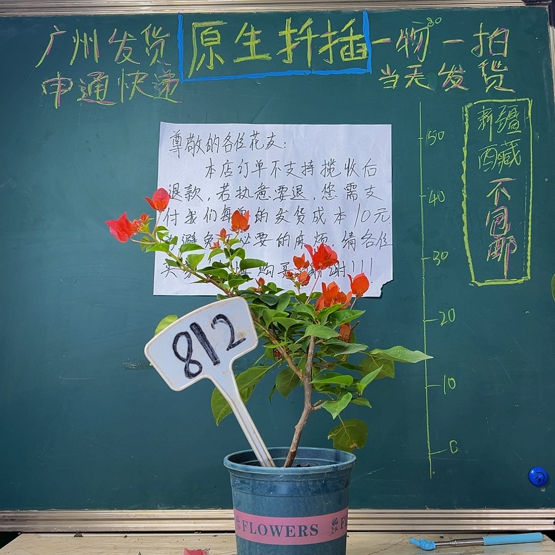 当前无花栽培后可以开花福利 暗斑夕阳红  812