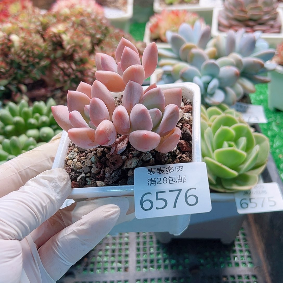 无花朵多肉一物一拍6576