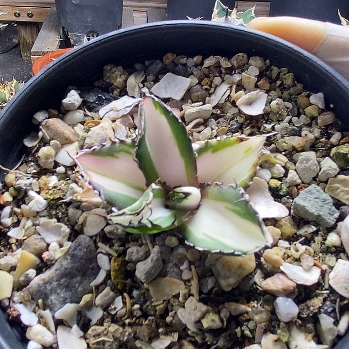 宝珠瓷白中斑。          