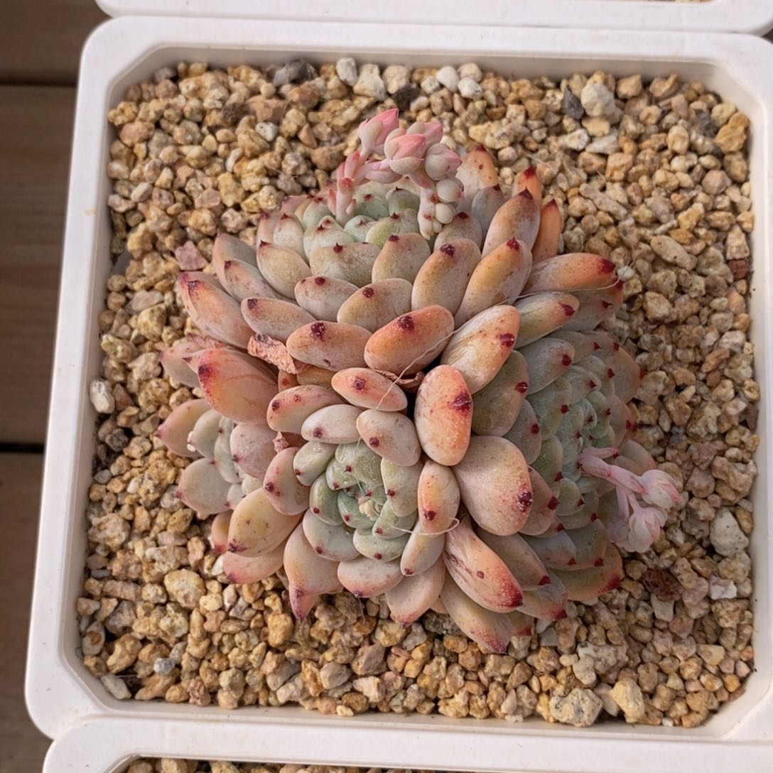 可问主播品种，下滑链接更多品种多肉选择