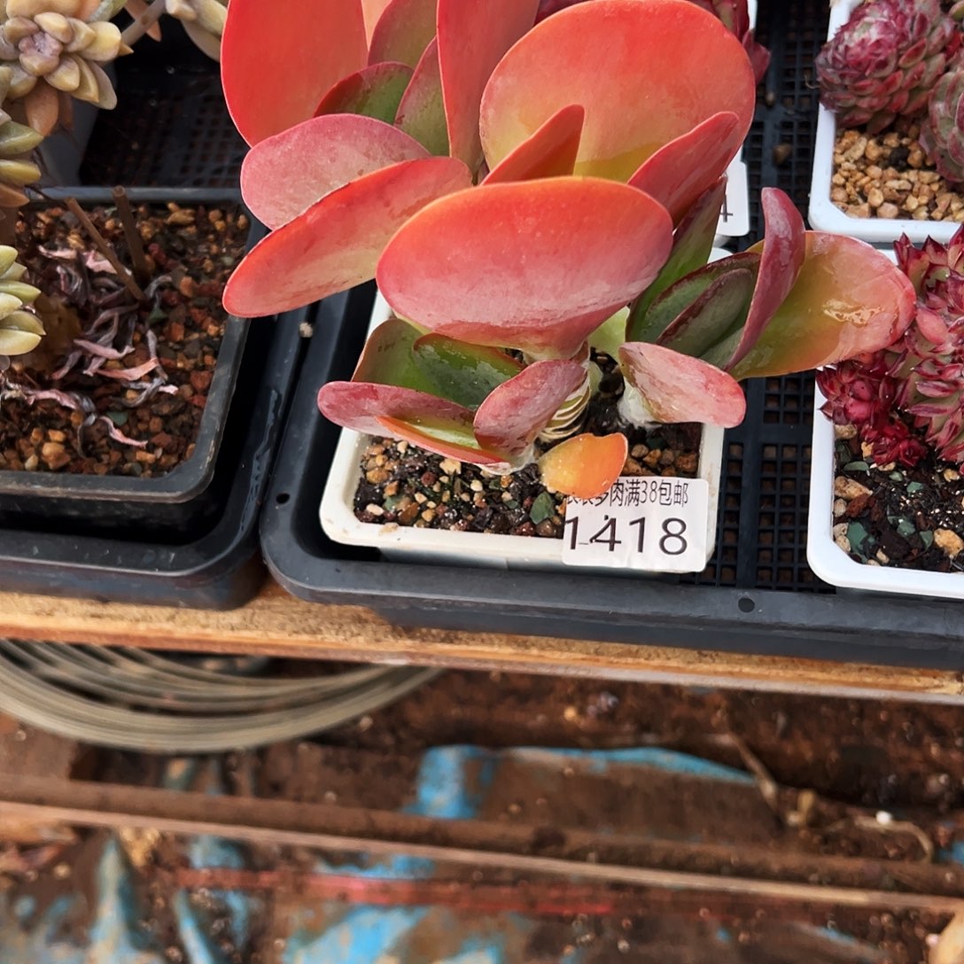 瓊***海多肉一物一拍植物1418