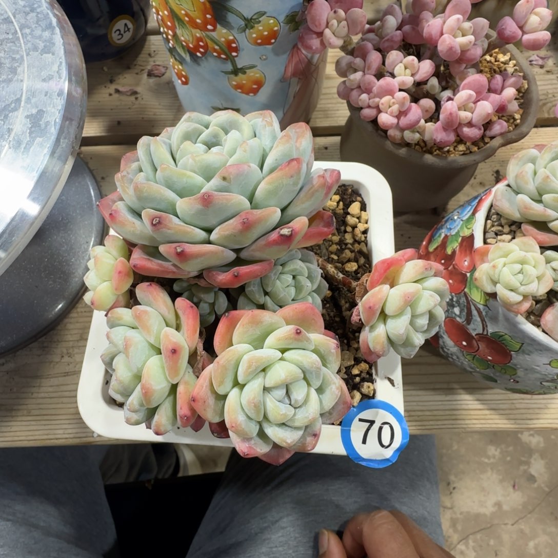 70冰玉老桩无砍多头