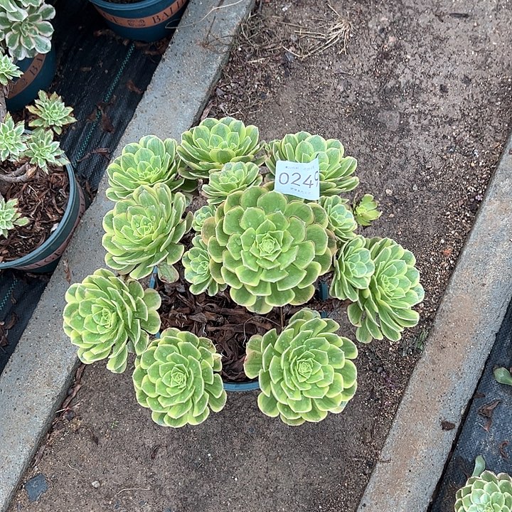 梨***c0249奶白多肉植物