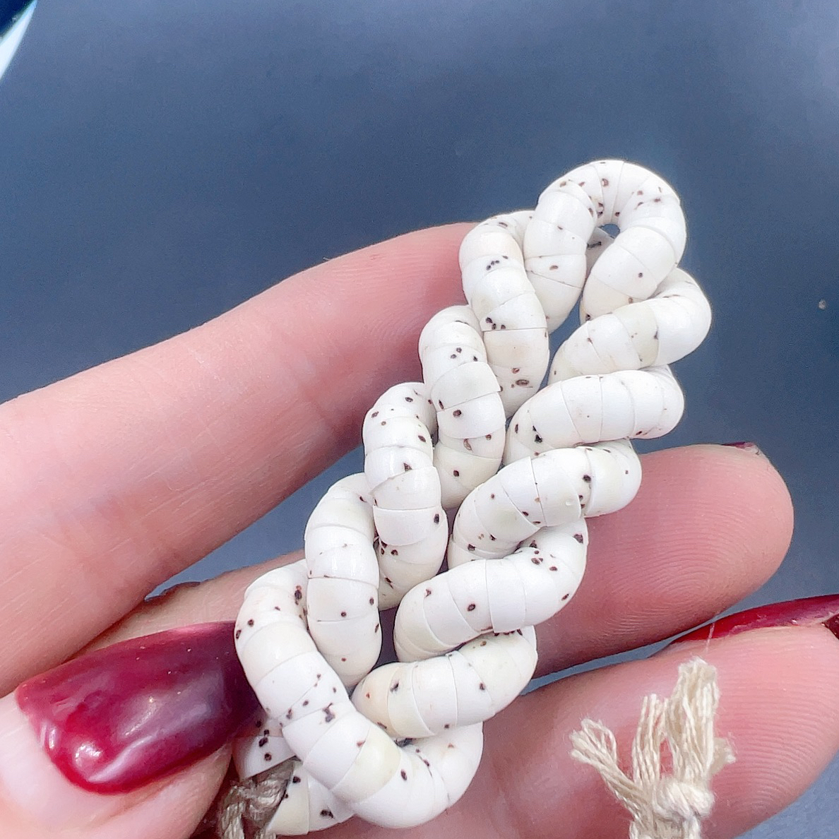 星月菩提原生态骨瓷白数星星大肠5mm高油高密易变色