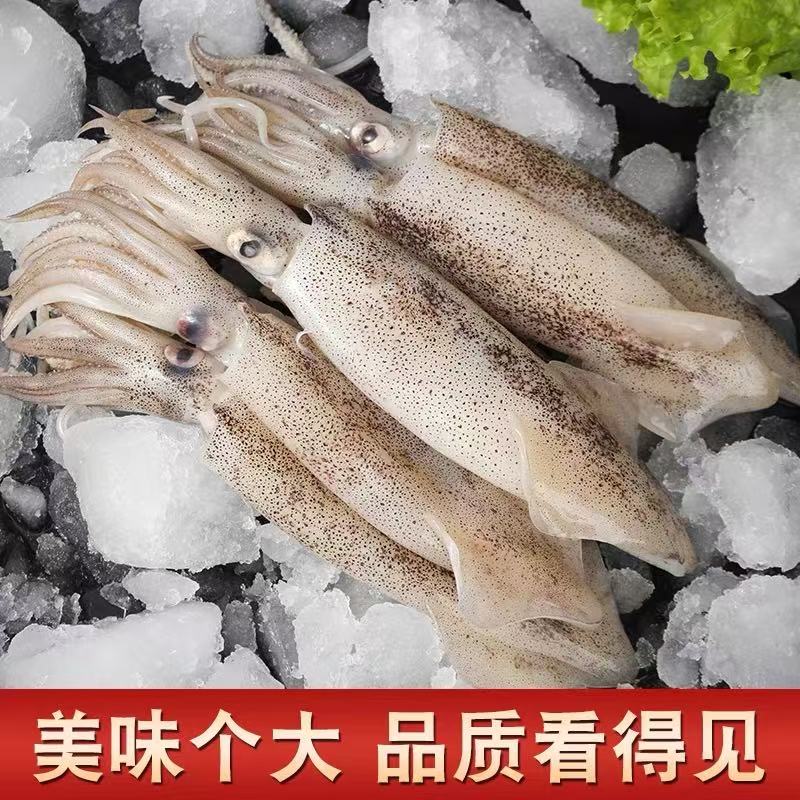 粉丝福利 4斤无泡水原浆野生海兔笔管鱼 日照顺丰