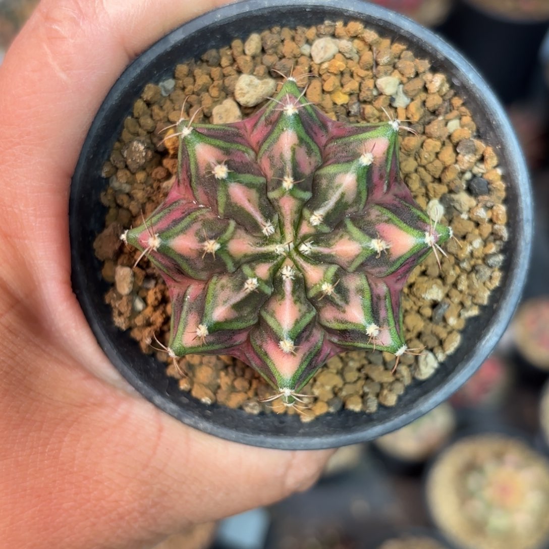 泰系实生米哈仙人球82