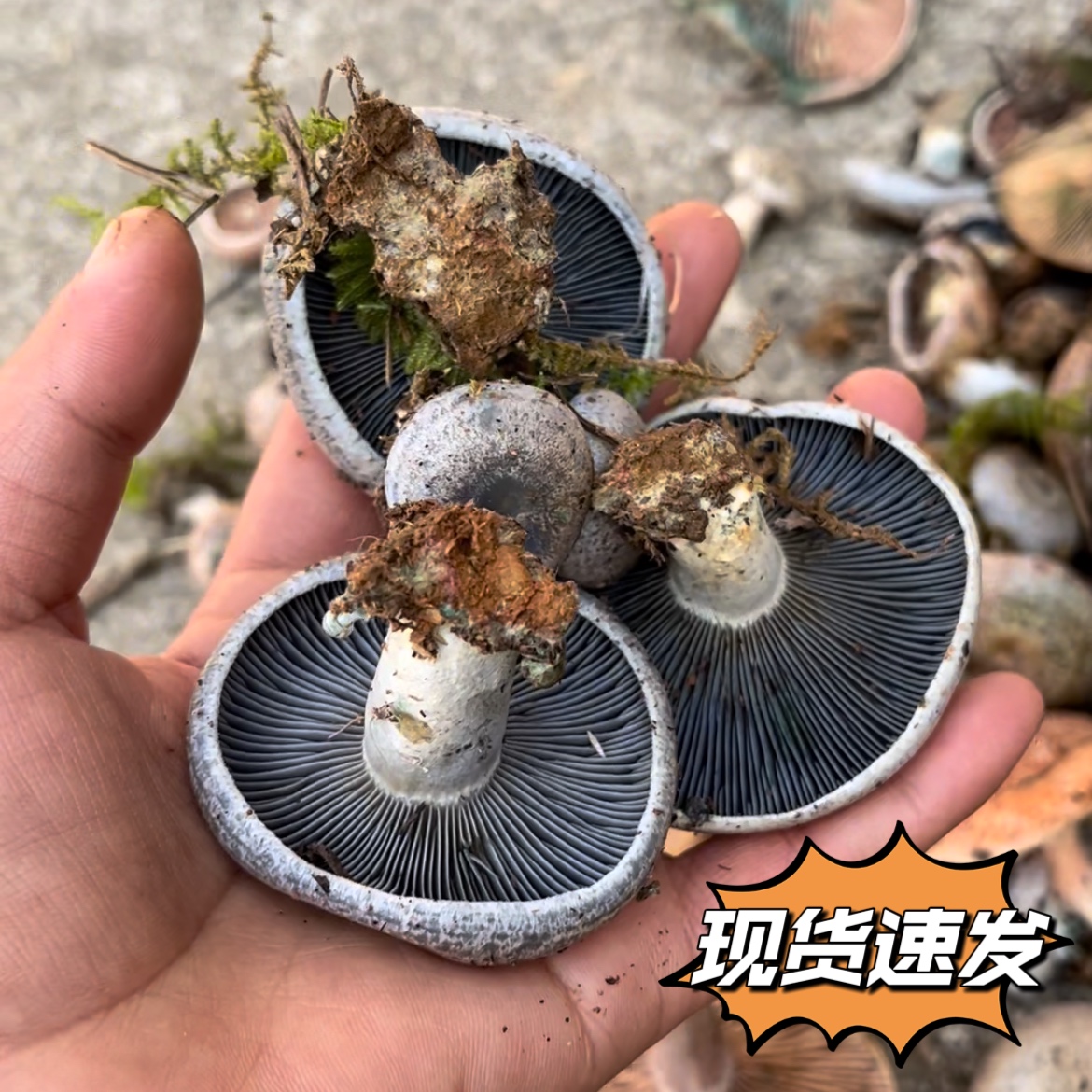 湖南野生乌枞菌新鲜蘑菇乌枞树菌菇重阳松树寒菌三九菇雁来蕈500g
