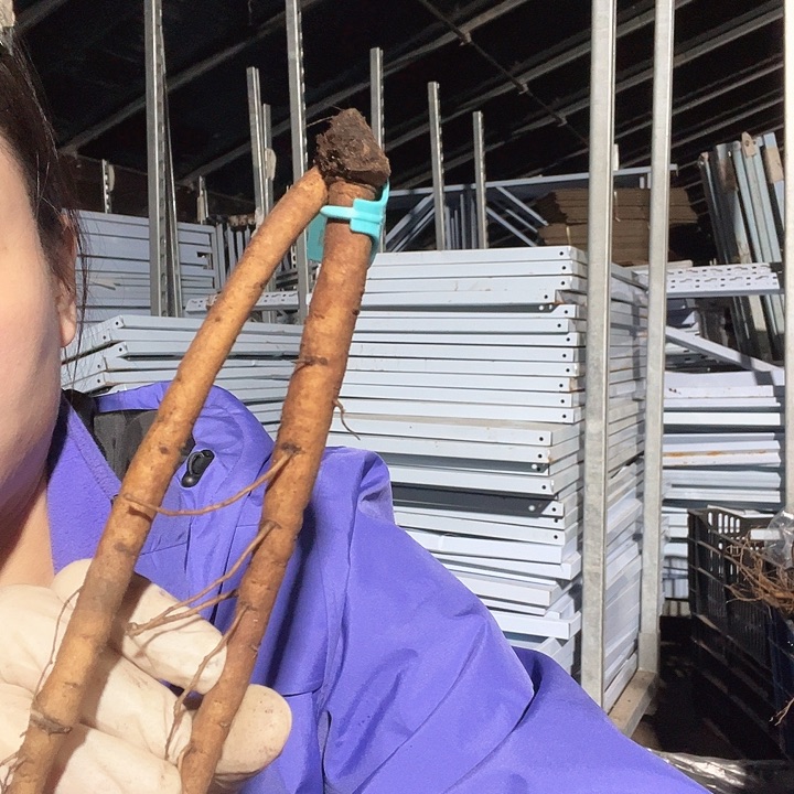 当前无花栽培后可以开花北风少女