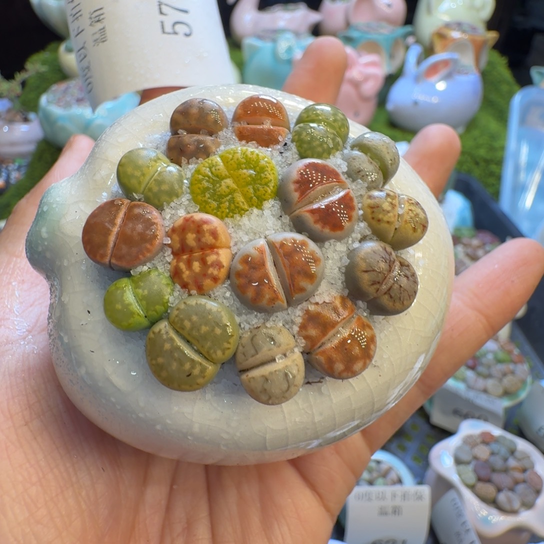 多肉植物福利冲578