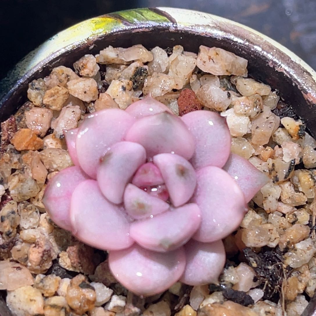 多肉特价葡萄锦头盖