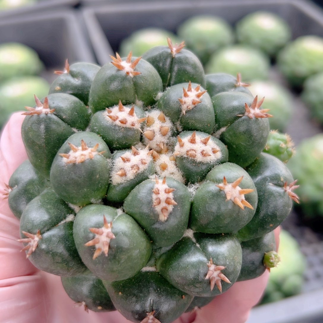 短豪刺象牙 无根
