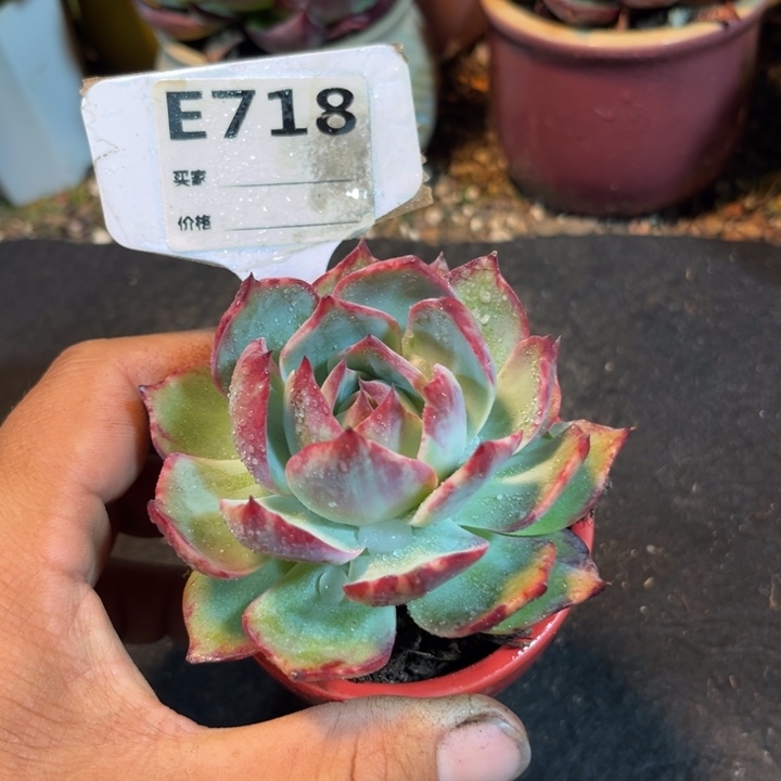 惊鸿一瞥多肉植物718