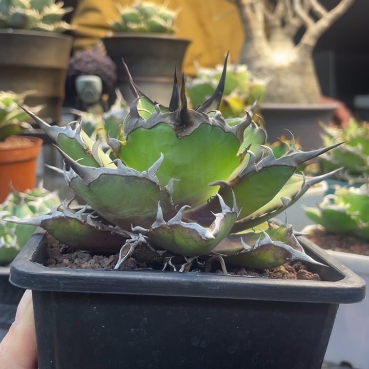 【闪购商品】黑帝斯。 露养