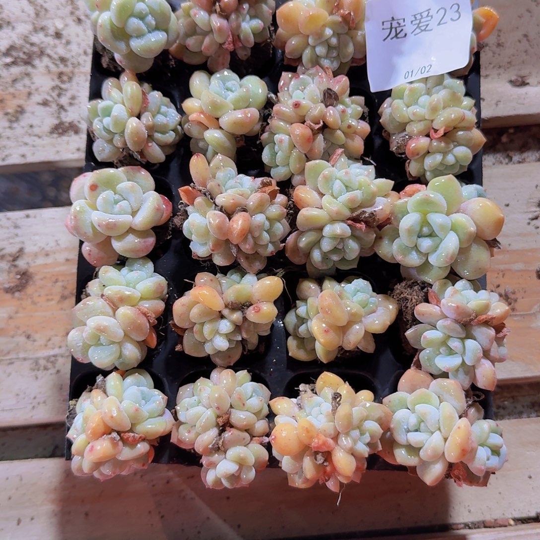 直播福利一物一拍23