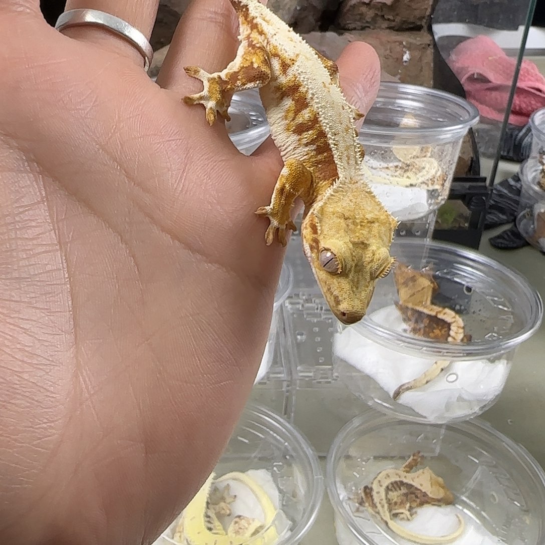 睫角守宫红底莉莉白